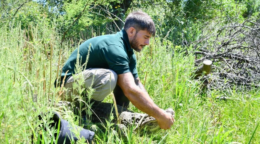 Liberan en Santa Fe a "Ricardito", el yacaré que pasó más de 10 años encerrado en una pileta | Actualidad