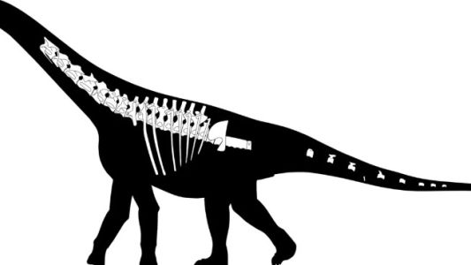 Descubren en Chubut un nuevo dinosaurio: qué se sabe del Bicharracosaurus