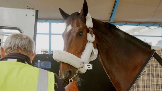 Más de 40 caballos fueron trasladados a Europa en un vuelo chárter exclusivo