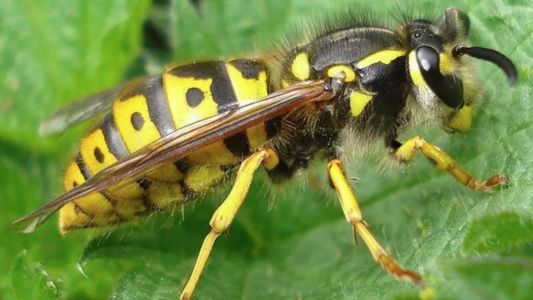 Tragedia en un Neuquén: un hombre murió tras ser atacado por un enjambre de avispas "chaquetas amarillas"