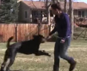 La historia del perro que perdió las cuatro patas y volvió a caminar