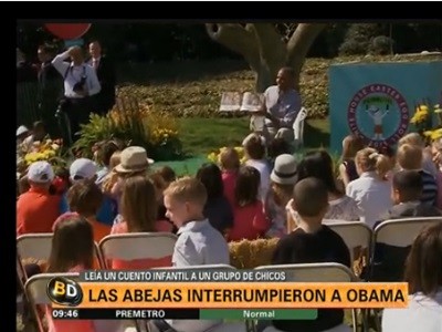 Barack Obama interrumpido por las abejas