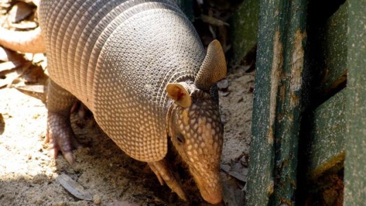 Le disparó a un armadillo pero la bala rebotó en su suegra