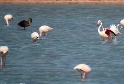 Avistaron al único flamenco negro del mundo
