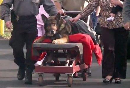 La emotiva despedida de un pueblo a Zeus, un perro policía, antes de ser sacrificado