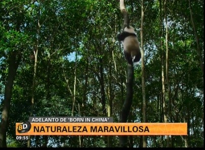 Un adelanto de "Born in China"