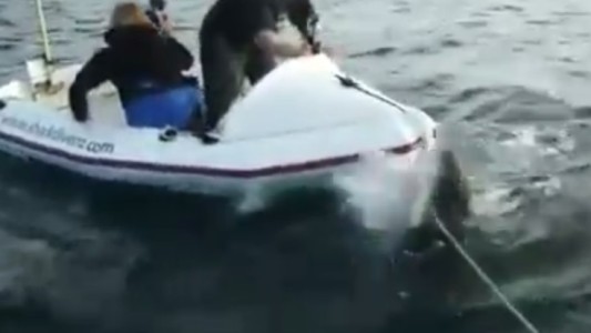 Feroz ataque de un tiburón blanco a una lancha con dos documentalistas