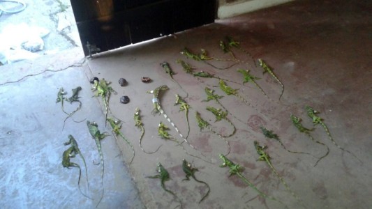 Corrientes: hallaron en un micro 147 animales de especies silvestres protegidas, varios muertos