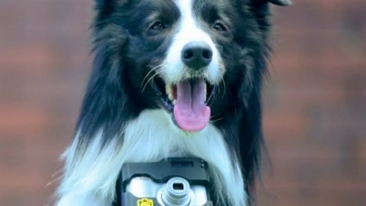 Crean una cámara que convierte a los perros en fotógrafos