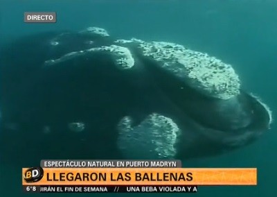 Comenzó el show natural de las ballenas en Puerto Madryn
