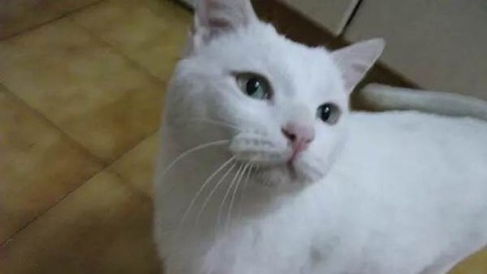 Rescatarán una gata que quedó encerrada en un restaurant del que desalojaron 21 trabajadores