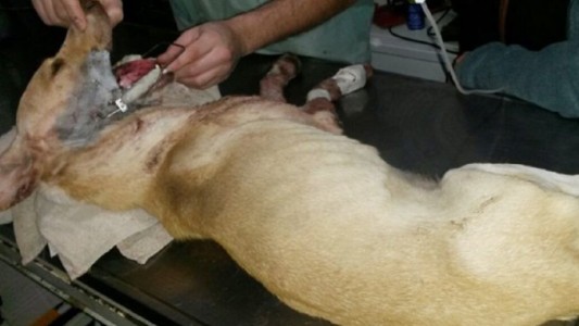 Murió el perro baleado por un policía en Neuquén