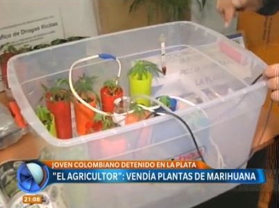 Joven colombiano vendía plantines de marihuana en la UNLP
