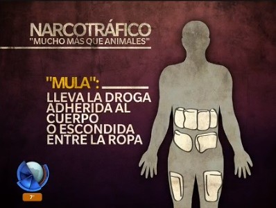 Infografía: diferencias entre "mulas" y "camellos" narcos