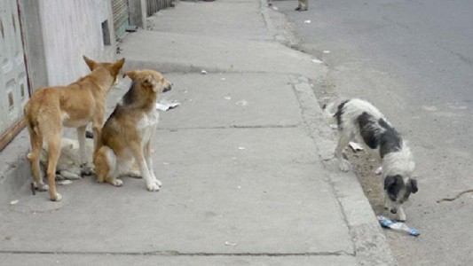 Caminaba hacia el trabajo y la atacaron cinco perros que salieron de una casa