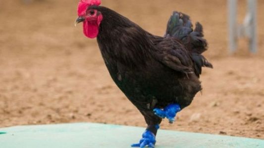 Un gallo vuelve a caminar gracias a una impresora en 3D