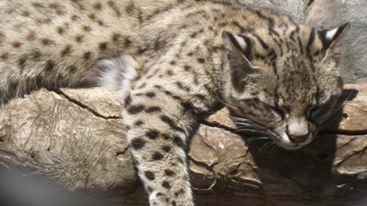Robaron dos gatos monteses del zoológico de Mendoza