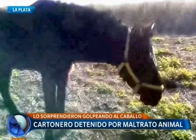 Cartonero detenido por maltrato animal