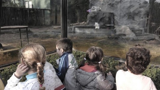 Despidieron en el zoológico porteño a los tigres de Bengala blancos nacidos en cautiverio