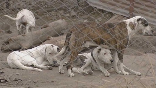 Perros no reconocieron al vigilador de un depósito y lo mataron
