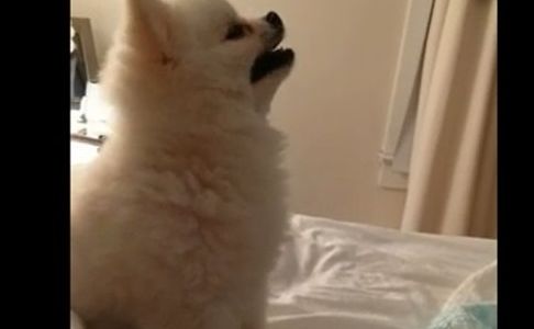 #EsViral: el estornudo de un perro causa furor en internet