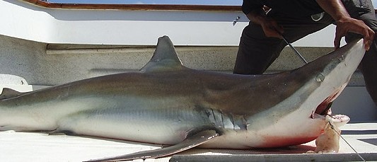 Biólogos advierten sobre la disminución de grandes tiburones en el Mar Argentino