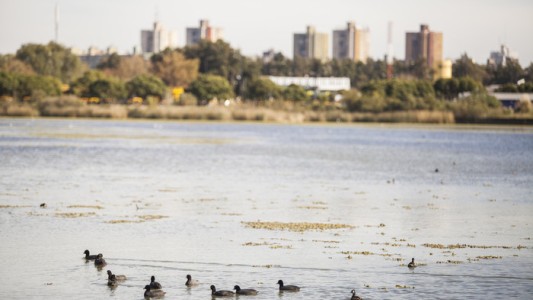 Plantas nativas ayudan a mejorar la transparencia del agua