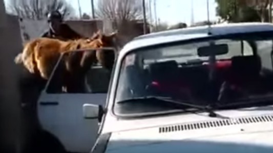 Video: metió a un caballo en un Renault 12