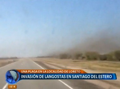 Video: invasión de langostas en Santiago del Estero