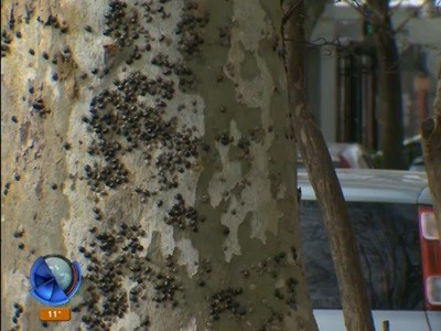 Invasión de chinches en Villa Urquiza