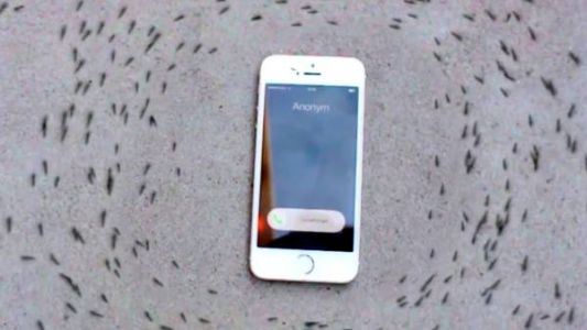 ¿Es real el video de las hormigas girando alrededor de un Iphone"