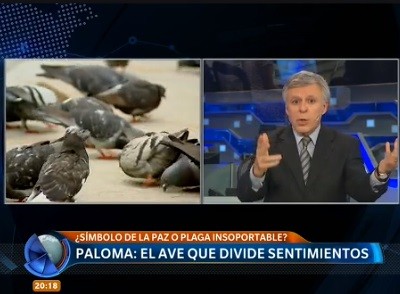Palomas: cuáles son las enfermedades que transmiten