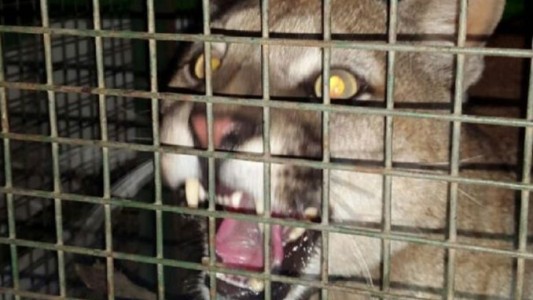 Tenían como mascota a un puma: estaba atado y dormía en un tarro