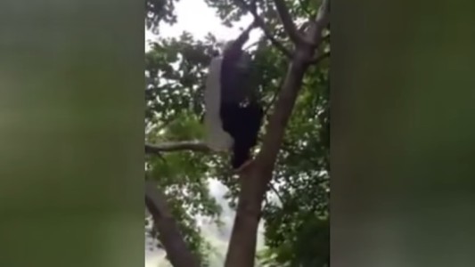 #EsViral La anciana de 97 años que trepa los árboles para recoger frutas