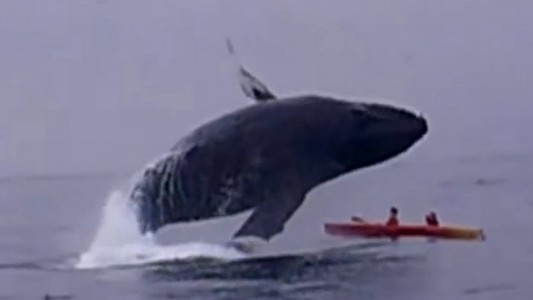 Video: una ballena les saltó arriba del kayak y sobrevivieron