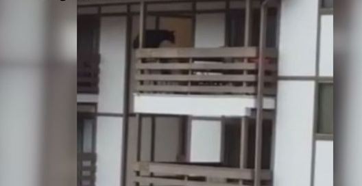 Filmaron a un "oso-araña" trepando un edificio
