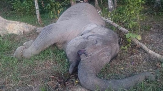 Foto conmovedora: envenaron a un elefante para sacarle los colmillos