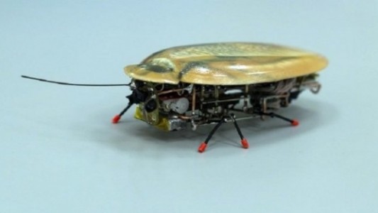 Cucaracha robot podrá hallar vida humana entre los escombros tras un terremoto