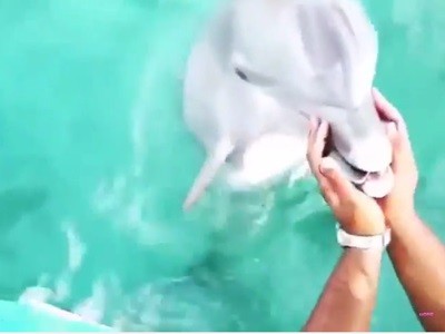 #EsViral El delfín que devuelve un celular caído en el fondo del mar