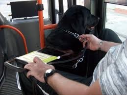 Rosario: los perros podrán viajar en taxis y colectivos