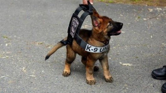 Así creció Tuco, el cachorro policía que derritió los corazones de todos