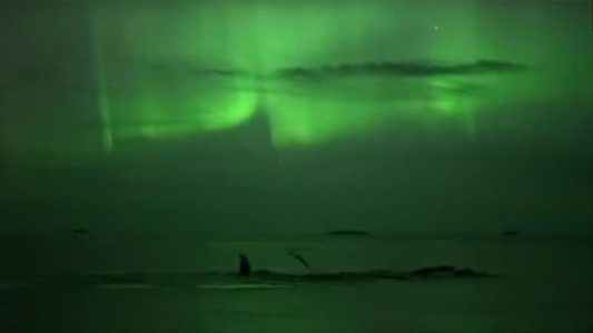 Video: el baile de las ballenas bajo la aurora boreal en Noruega