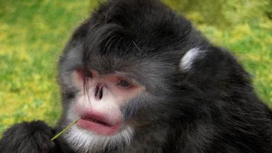 Hallazgo en el Himalaya: descubrieron un mono sin nariz que estornuda cuando llueve