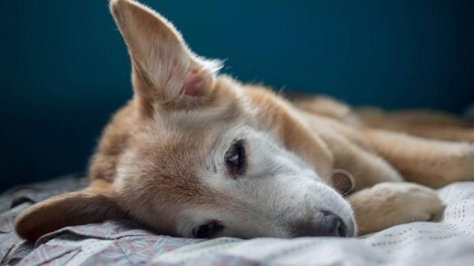 Una fotógrafa despide a su perra de 16 años de la forma más emotiva