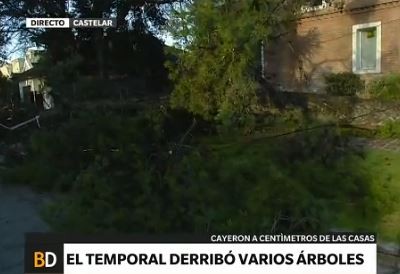 Varios árboles caidos por la tormenta