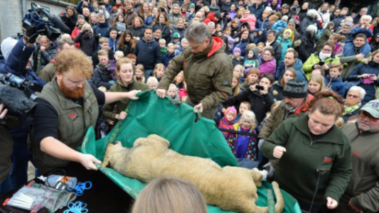 Se realizó la polémica disección de un león en Dinamarca