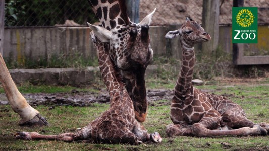 Nacieron jirafas mellizas en el zoo porteño