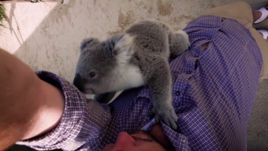 #EsViral  El koala huérfano más querido de la web le da un abrazo a un camarógrafo