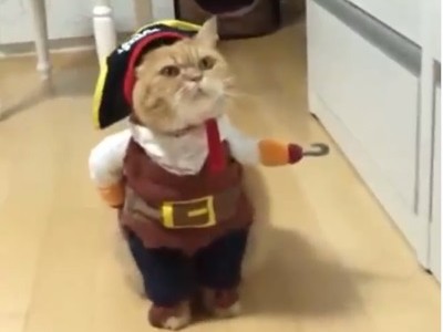 #EsViral, el gatito disfrazado de pirata que subió uno de los actores de Rápido y Furioso