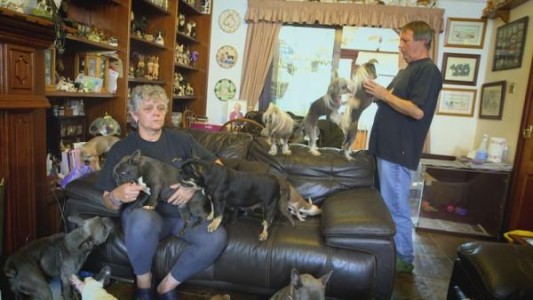 La pareja de jubilados que vive con 41 perros en su casa